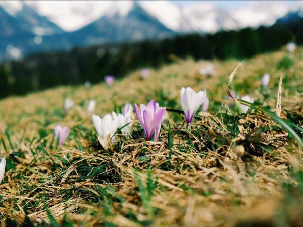 10 plantes de montagne remarquables à connaitre absolument.