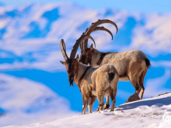 Comment les bouquetins s'adaptent à l'hiver : découvrez leurs stratégies de survie