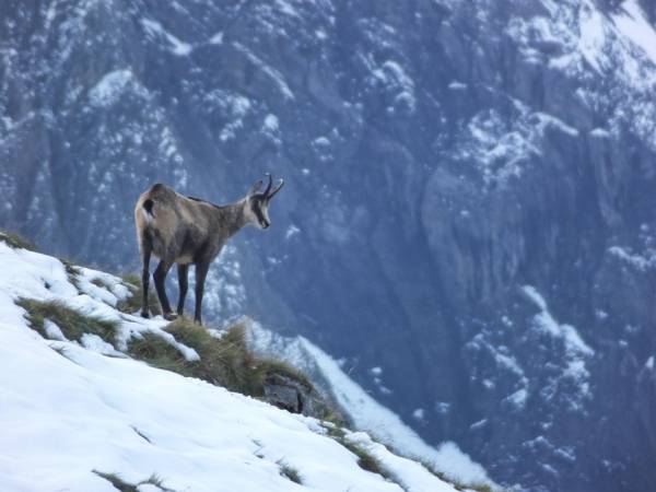 Le chamois, roi de la neige : comment il survit aux tempêtes hivernales