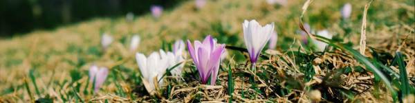 10 plantes de montagne remarquables à connaitre absolument.