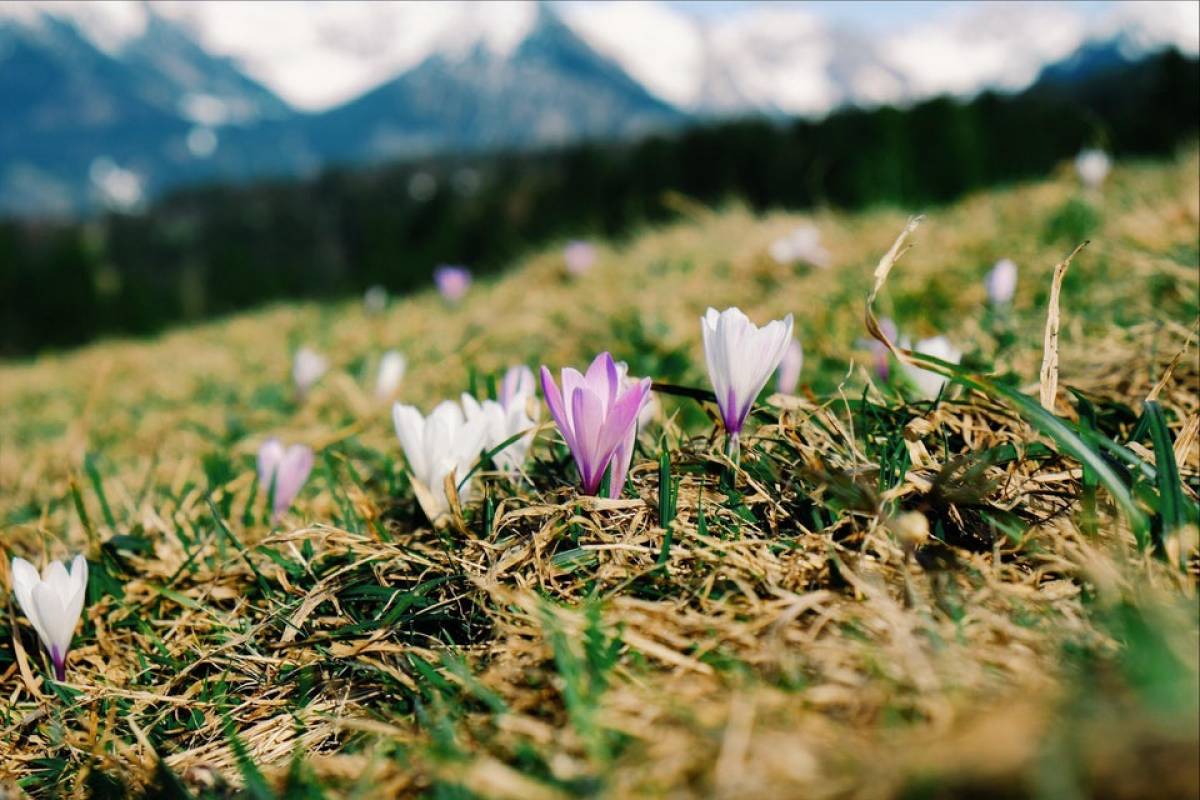 10 plantes de montagne remarquables à connaitre absolument.