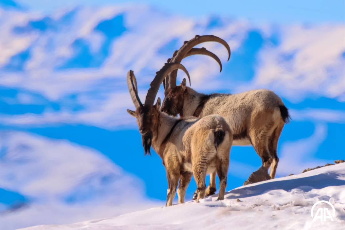 Comment les bouquetins s'adaptent à l'hiver : découvrez leurs stratégies de survie