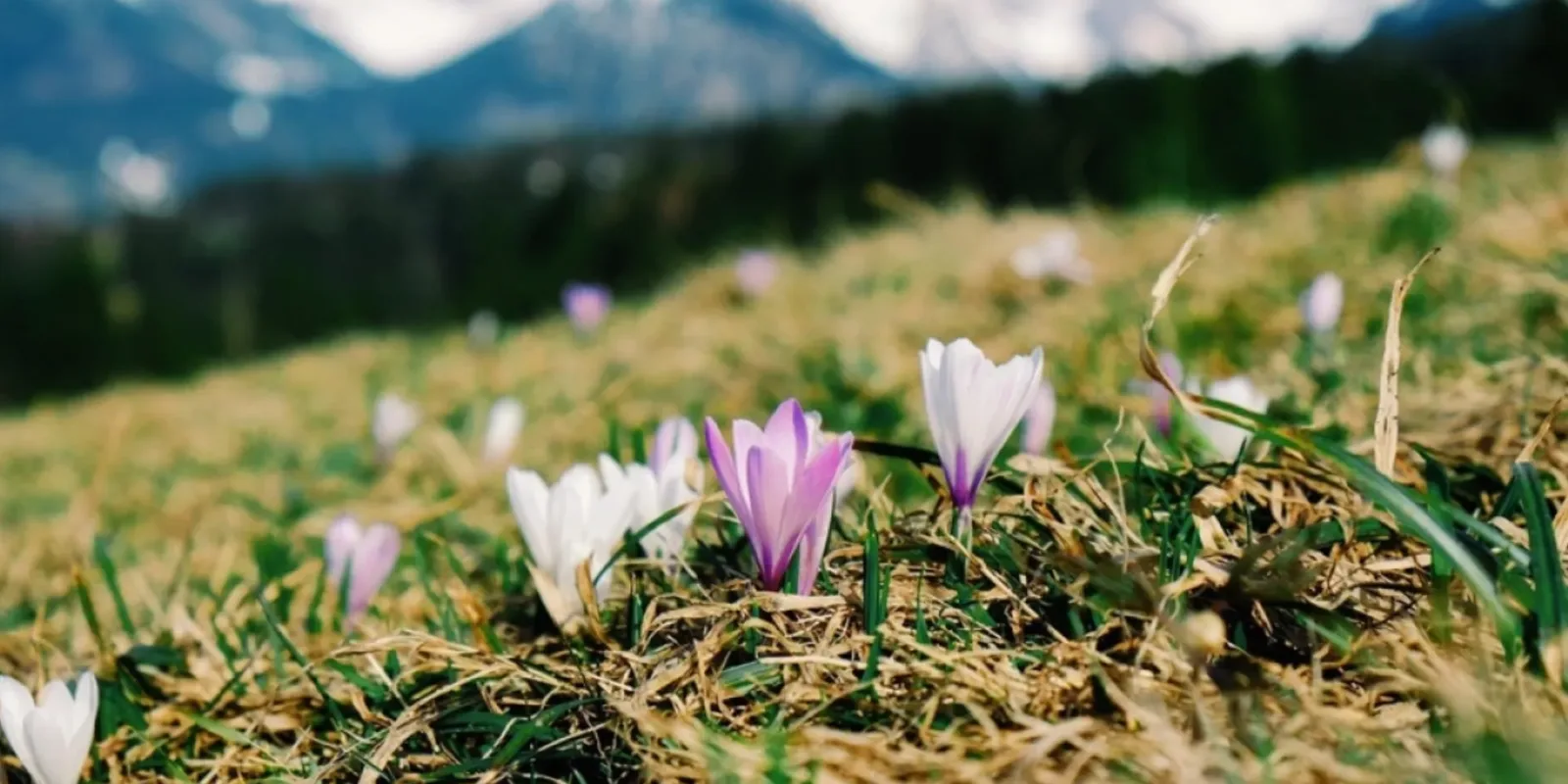 Image for 10 plantes de montagne remarquables à connaitre absolument