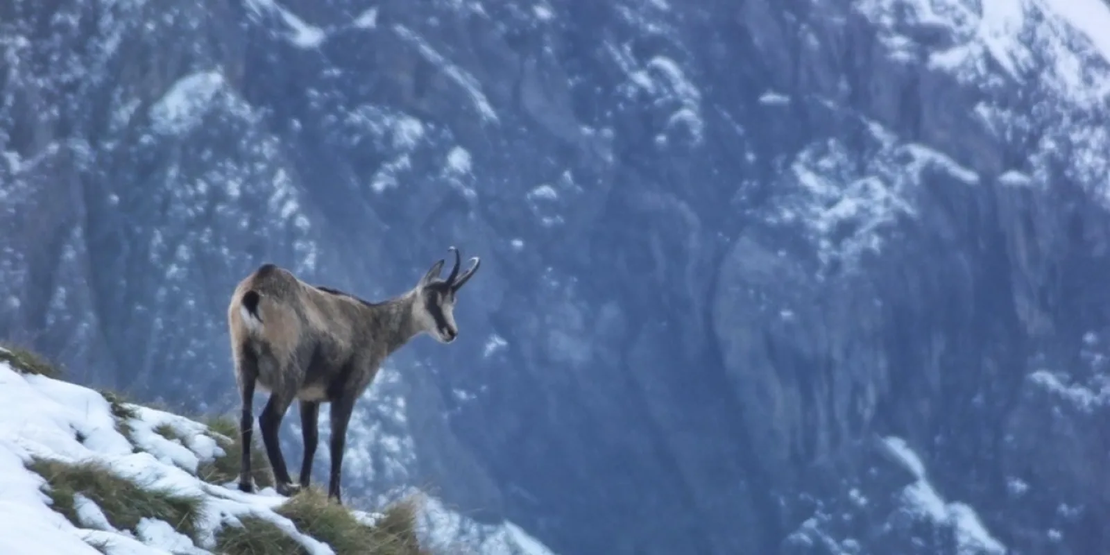 Image for Le chamois, roi de la neige : comment il survit aux tempêtes hivernales
